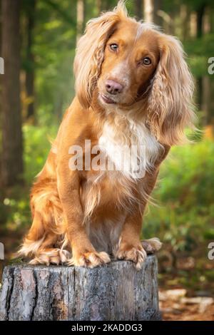 Golden tan and white working cocker spaniel portrait up close in a forest.  She is looking directly towards the camera, with a gorgeous head tilt.  A Stock Photo