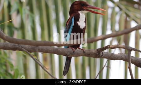 A white-throated Kingfisher perched on a tree branch Stock Photo