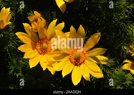 Flowers of the spring Adonis rose in the sunny afternoon light. Close-up with details. Bright yellow with shadows. Stock Photo