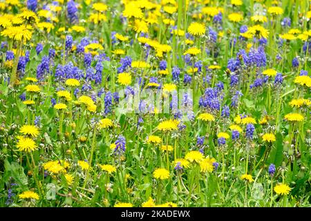 Dandelions Muscari Lawn Spring Meadow Flowery Yellow blue Flowers Blue yellow Dandelions Taraxacum officinale Muscari armeniacum Grape hyacinth Field Stock Photo