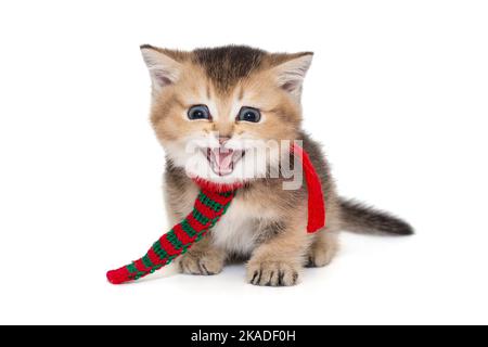 Small Scottish kitten in a red scarf meows loudly isolated on a white background Stock Photo