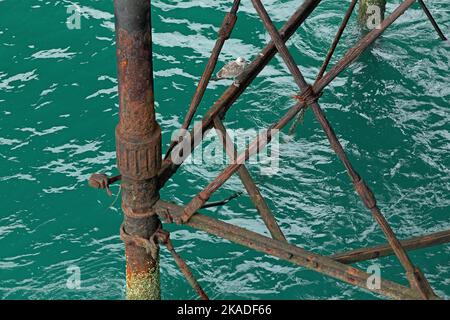 Young seagull (Laridae) sitting on iron girders of Palace Pier, Brighton, England, Great Britain Stock Photo