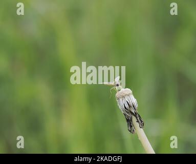 A macro shot of a Long Hoverfly standing on a withered dandelion with a blurry background Stock Photo