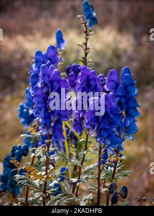 Purple flowers of monkwood (Aconitum napellus), blooming in the meadow. Stock Photo