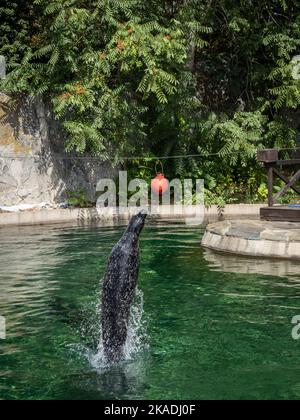 Wroclaw, Poland - August 19, 2022: A grey seal in the pool, jumping out from water towards the ball in Wroclaw Zoological Garden. Stock Photo