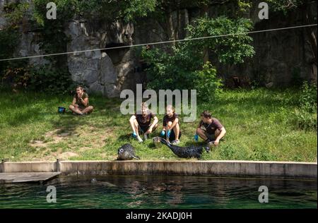 Wroclaw, Poland - August 19, 2022: Training and feeding of grey seals in the pool in Wroclaw Zoological Garden. Stock Photo