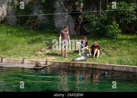 Wroclaw, Poland - August 19, 2022: Training and feeding of grey seals in the pool in Wroclaw Zoological Garden. Stock Photo