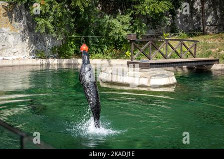 Wroclaw, Poland - August 19, 2022: A grey seal in the pool, jumping out from water towards the ball in Wroclaw Zoological Garden. Stock Photo