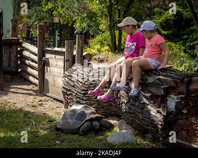 Wroclaw, Poland - August 19, 2022: Aldabra giant tortoise getting close to kids sitting on a wooden fence. Wroclaw Zoological Garden. Stock Photo