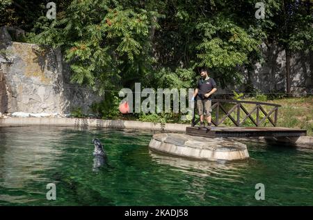 Wroclaw, Poland - August 19, 2022: Training and feeding of grey seals in the pool in Wroclaw Zoological Garden. Stock Photo