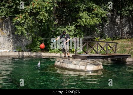 Wroclaw, Poland - August 19, 2022: Training and feeding of grey seals in the pool in Wroclaw Zoological Garden. Stock Photo