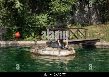 Wroclaw, Poland - August 19, 2022: Medical check and feeding of grey seals in the pool in Wroclaw Zoological Garden. Stock Photo