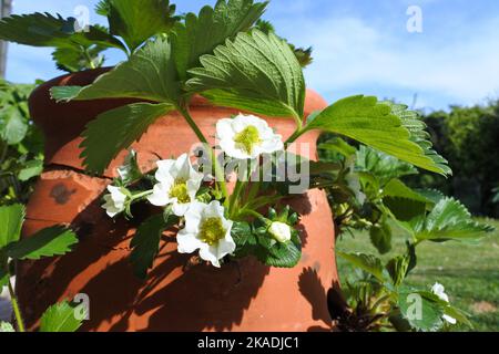 Flowering strawberry plants in a terracotta barrel - John Gollop Stock Photo