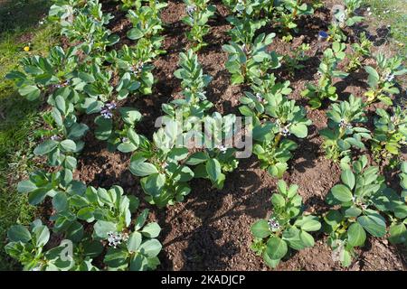 Young flowering broad bean plants - John Gollop Stock Photo