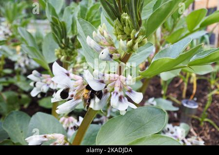 Young flowering broad bean plants - John Gollop Stock Photo