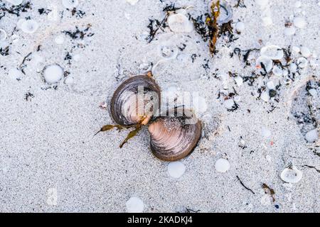 Clam shells opened and divided on a sandy beach Stock Photo