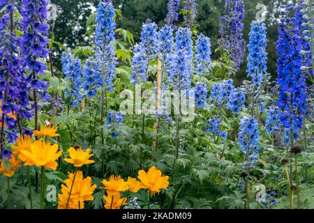 Blue flowers of Delphinium dictiocarpum (larkspur) and orange flowers of Golden Queen (globeflower, Trollius ledebouri), blooming in the garden. Stock Photo