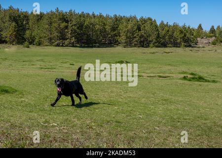 Black playful labrador retriever dog running in grass in the mountains. Stock Photo