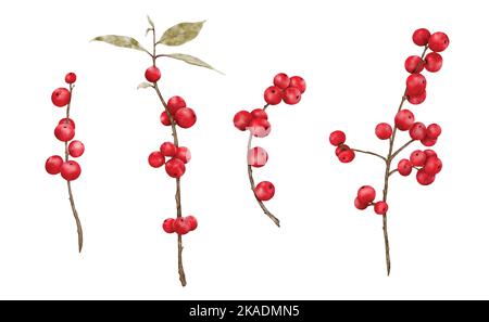 Set of Red berries branches watercolor illustration. Vector element suitable for decorative Christmas festivals, Winter, New year invitations, or gree Stock Vector