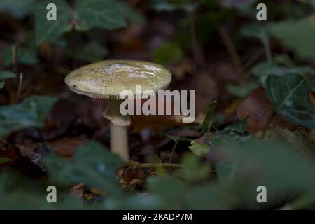 Death Cap (Amanita phalloides) growing amidst Common Ivy (Hedera helix) in a forest Stock Photo