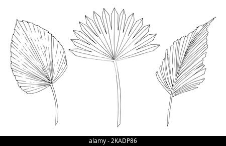 Palm tropical Leaf vector set. Hand drawn sketch of Exotic dry plant in outline style. Black ink line hand drawn art on isolated background Stock Vector