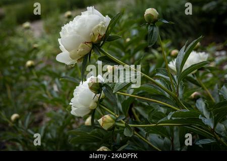 White peony (Paeonia sp) flowers on green background. Stock Photo