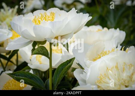 White peony (Paeonia sp) flowers on green background. Stock Photo