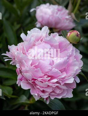 Pink peony (Paeonia sp) flowers on green background Stock Photo - Alamy