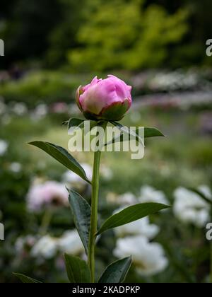 Pink peony (Paeonia sp) flower bud on green background. Stock Photo