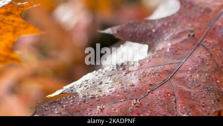 Close-up dew drops on red maple leaf on a blurred autumn background Stock Photo