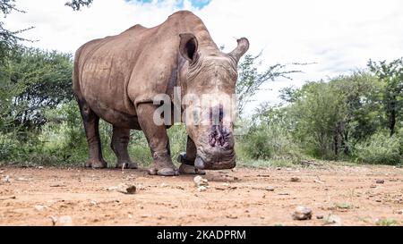 An African White Rhino, Photographed in South Africa Stock Photo