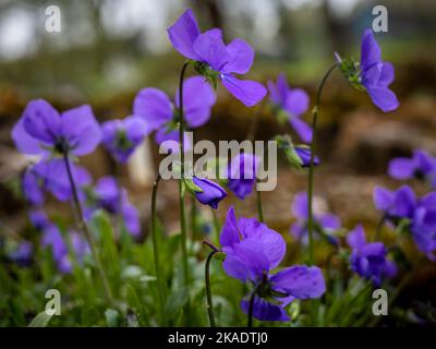 Close-up of wood violet (Viola valderia) purple flowers blooming in the springtime. Stock Photo