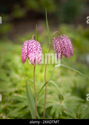 Spring background with blooming purple chess flowers (snake's head). Copyspace, shallow field of depth. Stock Photo