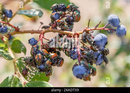 close-up many Japanese beetles (Popillia japonica) on blueberries in Piemont, Italy Stock Photo