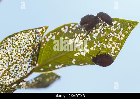 four Japanese beetles (Popillia japonica) on damaged blueberry leaf in Piemont, Italy Stock Photo