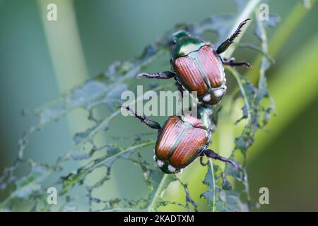 detailed view on two Japanese beetles (Popillia japonica) on green leaf in Piemont Stock Photo