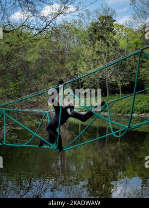 A male white-cheeked gibbon, climbing a suspension rope bridge over the pond, surrounded with forest. Critically endangered species. Stock Photo