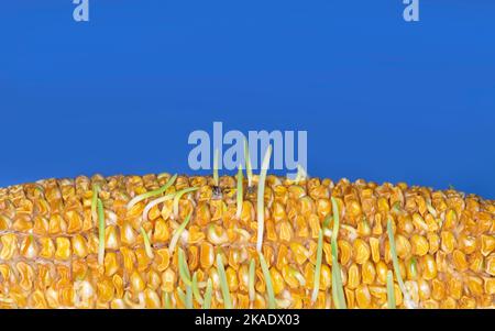 Premature germination and sprouting of corn kernels on cob, ear of corn blue background Stock Photo