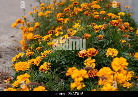 Flower bed of bright flowers of marigolds of the Asteraceae family on blurred background. Focus on the center of image Stock Photo
