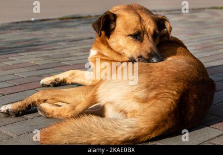 Big red dog close-up lies resting on sidewalk of pedestrian zone Stock Photo