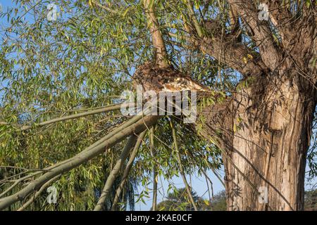 Large branch of tree damaged after strong wind Stock Photo