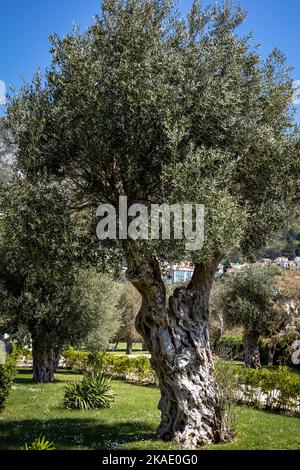 Big olive tree (Olea europaea) growing on Adriatic seaside in Sveti Stefan, Montenegro. Sunny day, sea and mountains in background. Stock Photo