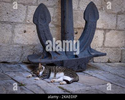 A white and brown coloured cat, sleeping under a great steel anchor. Stone walls of medieval buildings in the old town of Kotor, Montenegro. Stock Photo