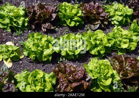 Lettuce (Lactuca sativa 'Unrivalled' Stock Photo - Alamy