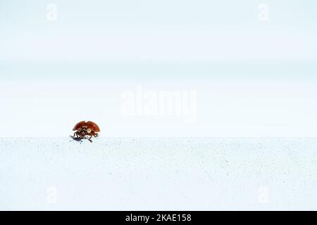 A little gorgeous Lady bird stay on a blue gray stone level border. Concept biiology Stock Photo