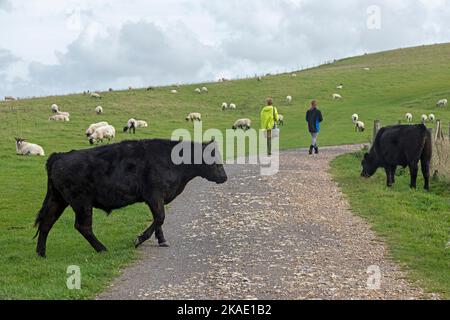 Cattle and sheep on grazing land, South Downs Way near Brighton, West Sussex, England, Great Britain Stock Photo