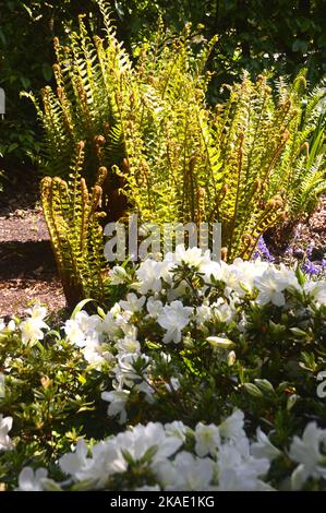 Azalea Rhs White Rhododendron `Snow Hill` (Azalea) Flowers grown at RHS Garden ...