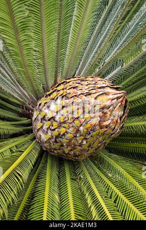 A vertical of a cycad cone growing in the Ethnobotanical Garden of Oaxaca, Mexico. Stock Photo