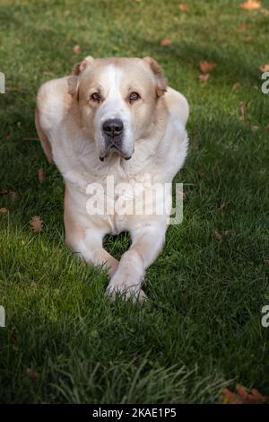 Central Asian Shepherd Dog alabai lays watching seriously autumn day grass Stock Photo