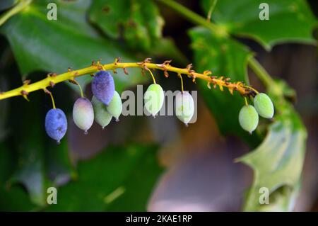 Purple, Blue-black & Green Berries on Mahonia x media 'Buckland' (Oregon Grape) Tree grown at RHS Garden Rosemoor, Torrington, Devon, England, UK. Stock Photo